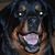 Pat Dendy's profile image