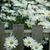 Shelly Lindsey White's profile image