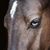 Roger Gossenreiter's profile image