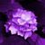 Denise Dalton's profile image