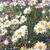 Joanna Bibeau Gillespie's profile image