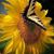 Ara Chavarria's profile image
