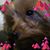 Cheryl Surber's profile image