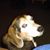 Dan Yeany's profile image
