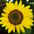 Marilyn Stanley's profile image