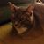 Kitty Capers's profile image