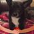 Dar Nottage's profile image