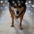 Lori Ann Manson's profile image
