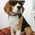 Cesar Cabriales's profile image