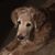 Carol Bulatek's profile image