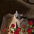Janet Stephens's profile image
