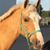 Stacey Shubra Hill's profile image