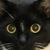 Maureen A. Bresnan's profile image