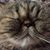 Janis Rogers's profile image