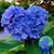 Lori Goodman's profile image