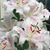 Brunella Reed's profile image
