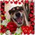 Carol Johnson Vega's profile image