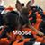 Linda Gessaman's profile image