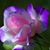 Natalie Ticich's profile image