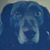 Lisa Wagner Plinzke's profile image