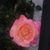 Lizz Pena's profile image