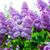 Dawn Hickey's profile image
