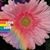 ToniAnn Grasso's profile image