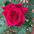 Caireen Rhoades's profile image