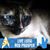 Cookie Cat's profile image