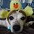 Audrey Painter Potts's profile image