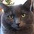 Sharon Compton's profile image
