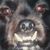 Steve Brackin's profile image