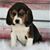 Billy F Mavis's profile image