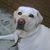 Annette Bagnal Weese's profile image