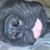 Lynda Beeman Showalter's profile image
