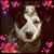 Brittany Orr's profile image