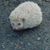 Lisa Wright's profile image