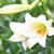 Alica Smalley's profile image