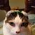 Charlene Hazelett's profile image