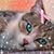 Capitaine Crochet's profile image