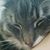 Chessa McCaughey's profile image