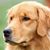 Cheyenne Kruse's profile image