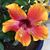 Missy Grantham's profile image
