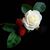 Rosemary Logsdon's profile image