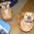 Amber Brafford's profile image
