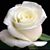 Judy Pawlak's profile image