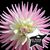 Imelda Aguilar's profile image