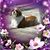 Diane Sonck-Englise's profile image