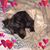 Celeste Apostalo's profile image