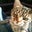Chapen Hayslett's profile image
